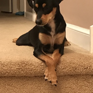 Fundraising Page: Sonya Halsey